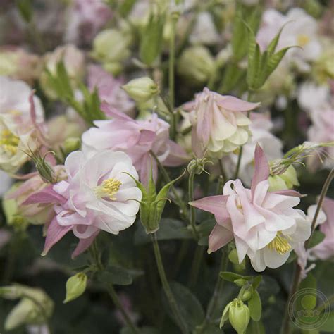 Аквилегия Уинки Дабл Роуз энд Уайт (Aquilegia Winky Double Rose and ...