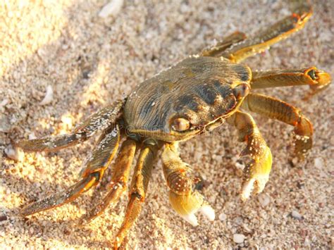 Crabe Photos D Animaux Hot Sex Picture