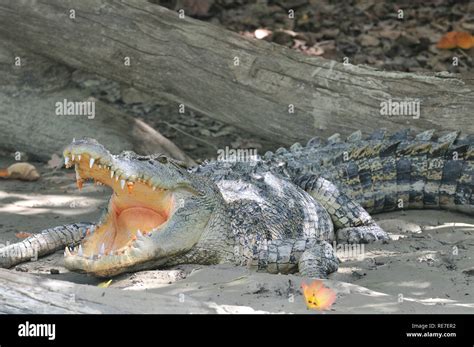 Salt Water Crocodile High Resolution Stock Photography And Images Alamy