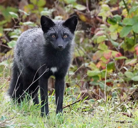 Black Fox of San Juan Island « NORTHWEST WILDLIFE ONLINE
