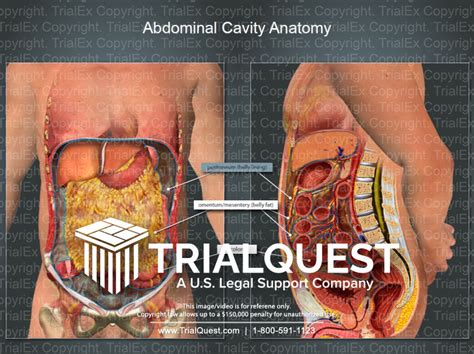 Abdominal Anatomy Diagram