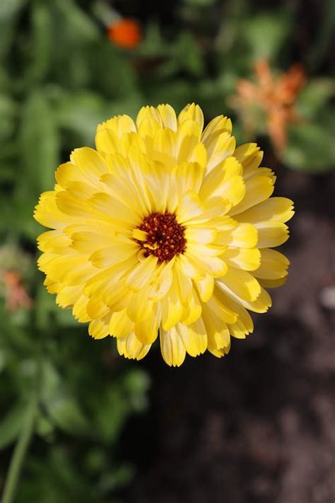 Yellow Marigold Flower in Bloom · Free Stock Photo