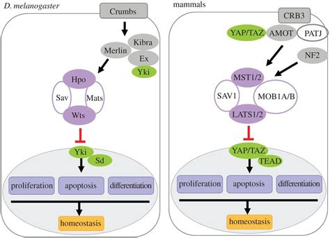 Models Of Hippo Pathway In Fly And Mammals A Simplified Version Of