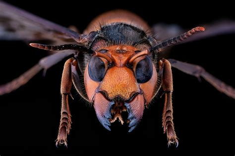 Why Murder Hornets Are Getting A New Name