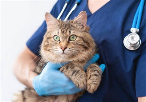 7 FIV in Cats Vet-Approved Facts You Might Not Know About - Catster