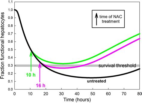 Sex Differences In Glutathione Metabolism And Acetaminophen Toxicity