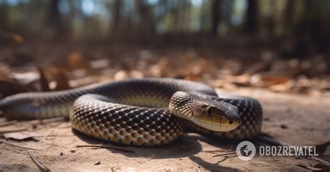 New species of venomous and very fast snakes has been discovered: where ...