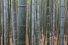Bamboo - Wikipedia