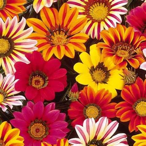 Sadzonka GAZANIA mix pięknych kolorów ROZSADY i SADZONKI pomidorów