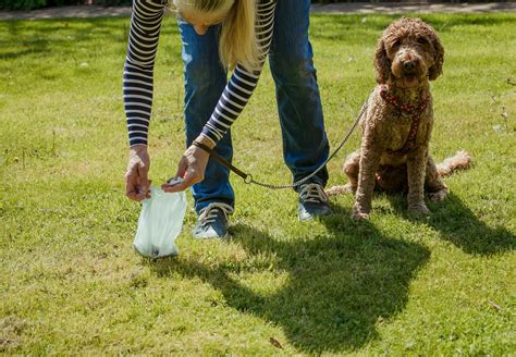 4 Ways To Use Less Plastic Poop Bags (and save money!) - Potty Buddy™