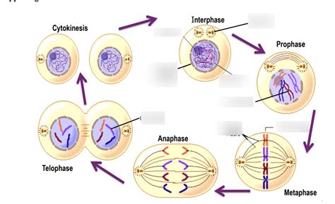 Mitosis Phases Diagram Diagram | Quizlet