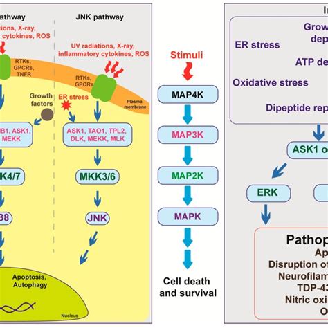 Overview Of Mitogen Activated Protein Kinase Mapk Pathway Showing The