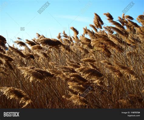 Windy Image & Photo (Free Trial) | Bigstock