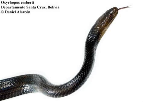 Oxyrhopus Emberti The Reptile Database