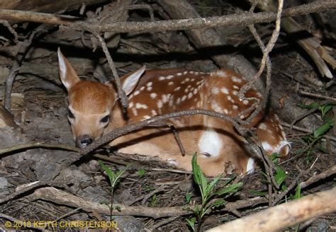 White-tailed deer (Odocoileus virginianus) fawn - tropicalbats.com