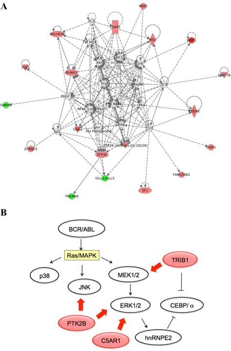 Deregulated Genes In CML Cases With Variant T 9 22 A Hematological