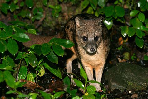 Fanaloka, Ranomafana National Park, Madagascar | Sean Crane Photography