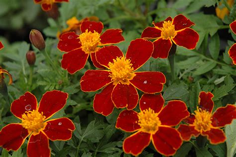 Disco Red Marigold Tagetes Patula Disco Red In Winnipeg Headingley Oak Bluff Manitoba Mb At