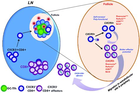 A Model Showing The Predicted Role Of Follicular Homing Cxcr5 Cd8 T Download Scientific