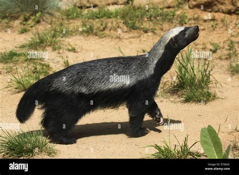 Honey badger (Mellivora capensis), also known as the ratel at Prague ...