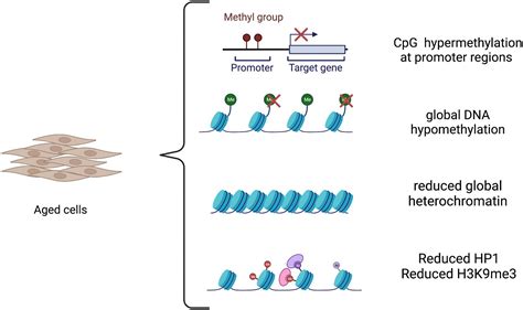 Frontiers Induced Pluripotent Stem Cell Derived And Directly