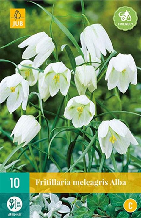 Fritillaria Meleagris Alba Bollen Deoosteindeonline Nl