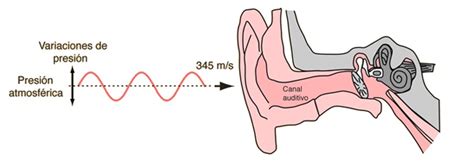 Qué rango de sonidos son aceptables para el oído humano Audix