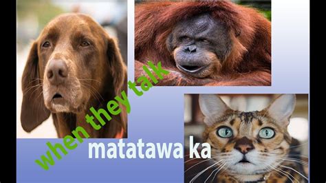 When Animals Talk Bisaya Version Youtube