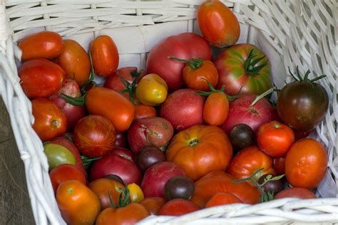 Gemüse Tomaten Korb Kostenloses Foto auf Pixabay