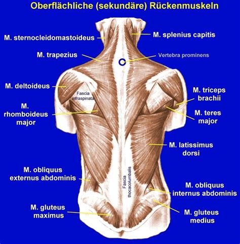 Upper Back Anatomie Muskeln Anatomie Und Physiologie Anatomie Images