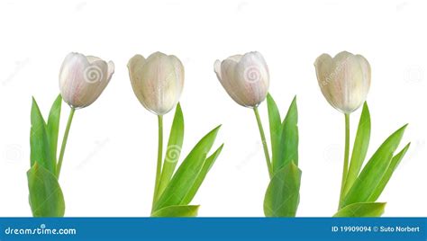 Four White Tulips Stock Photo Image Of Leaves Space 19909094