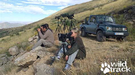 El Lobo Ib Rico En La Sierra De Guadarrama