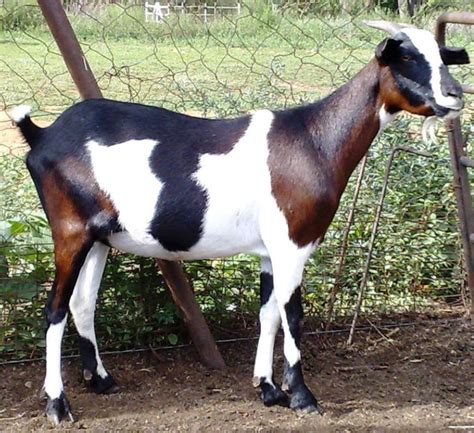 Black & White Goat - Lalela Farm