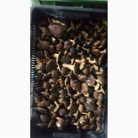 Продам білі гриби, купити білі гриби — Agro-Ukraine