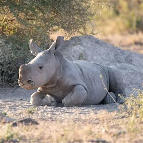 10 Adorable Baby Rhino Facts You Didn't Know