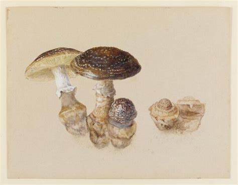 Study of mushrooms | Beatrix Potter | V&A Explore The Collections