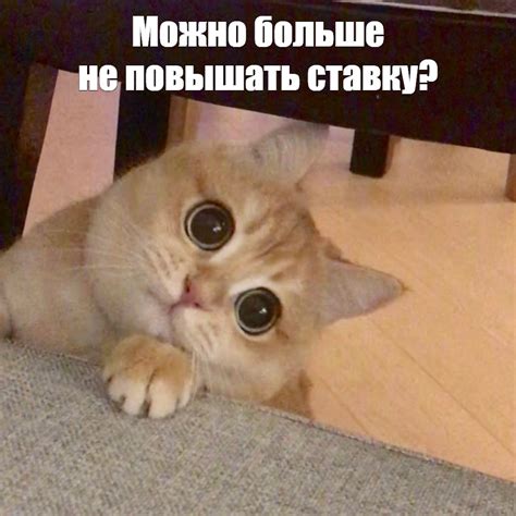 Создать мем милые мемы с котами котики милые мемы милый кот мем