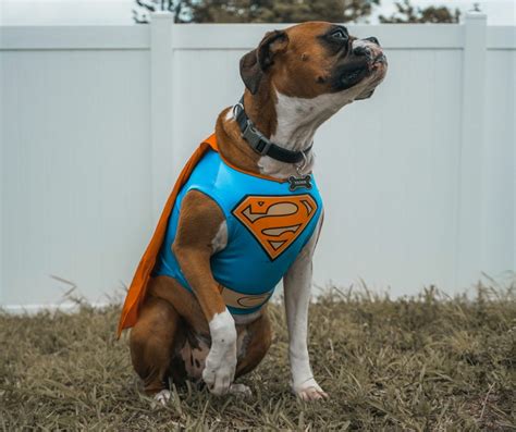 Todo Lo Que Necesitas Saber Sobre El Perro Boxer Caracter Sticas