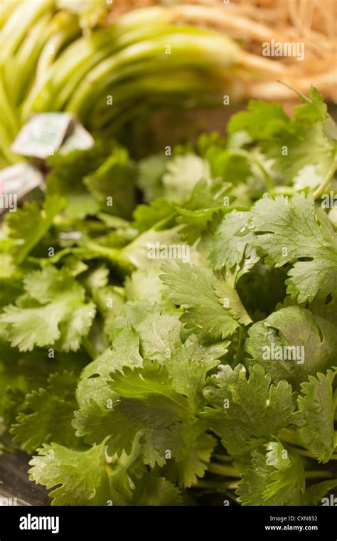 Fresh Cilantro Sometimes Called Coriander Leaves Stock Photo Alamy