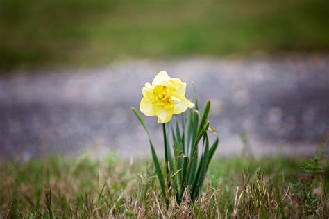 Jonquil Flower Spring - Free photo on Pixabay - Pixabay