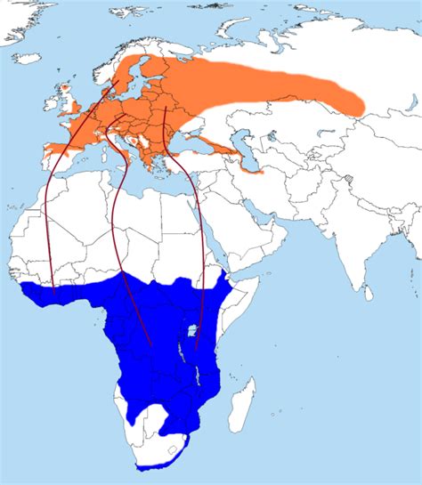 Birds Without Borders: The Great Avian Migration From Europe to Africa