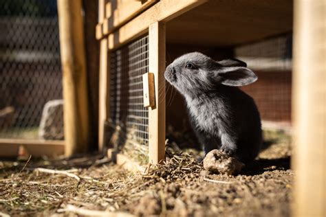 Clapier Pour Lapins Quel Mod Le Choisir Habitat Du Lapin Autour