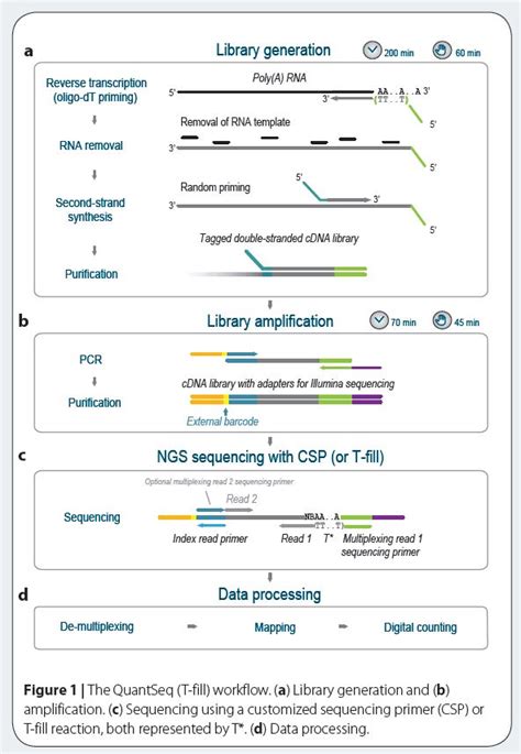 Quantseq 3’ Mrna Sequencing For Rna Quantification Rna Seq Blog Next Generation Sequencing