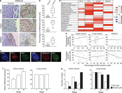 Increased heterochromatin is retained in human tumours in vivo in ...