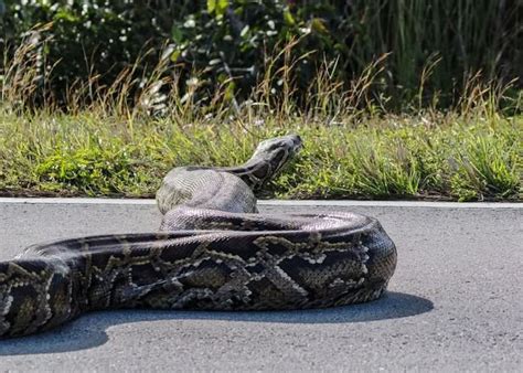 Burmese Python Crossing Road Was Female Loaded With Eggs Newsweek