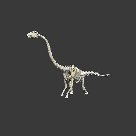 Diplodocus Skeleton 3d Model