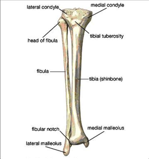 DIAGRAM Tibia Fibula Bone Diagram MYDIAGRAM ONLINE