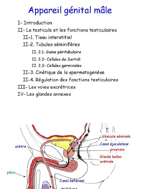 Pdf Cours Histologie Appareil G Nital Masculin Dokumen Tips