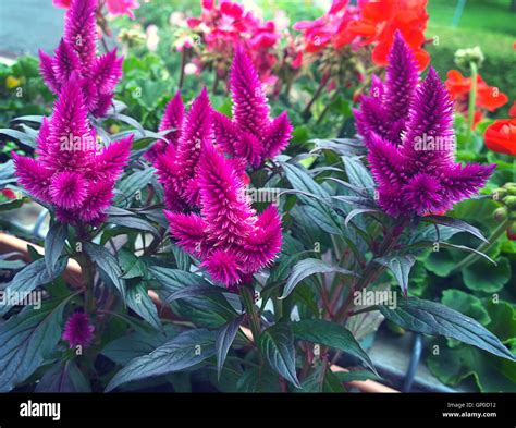 Celosia With Flame Like Flower Heads In Deep Purple Color Ornamental