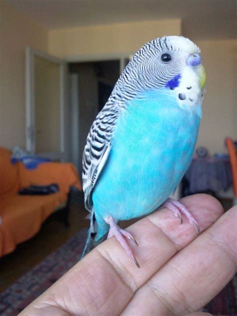 890 best Birds - Budgies (Parakeets) images on Pinterest | Parrots ...